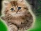 لعبة Couple Kitten Escape على الانترنت