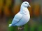 لعبة Realistic Pigeon Rescue على الانترنت