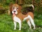 لعبة Flower Garden Dog Escape على الانترنت