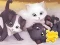 لعبة Jigsaw Puzzle: Playing Cats على الانترنت