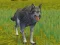 لعبة The Wolf: Wild Animal Simulator على الانترنت
