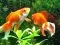 لعبة Blue Fish Escape على الانترنت