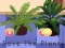 لعبة Save the Plants على الانترنت