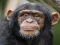لعبة Chimpanzee Jigsaw على الانترنت