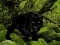 لعبة Escape from Black Panther Forest على الانترنت