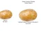 لعبة Potato Construct 2 Edition على الانترنت
