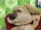 لعبة Talking Ben the Dog على الانترنت