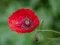 لعبة Poppy Nature Flower Jigsaw على الانترنت