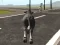 لعبة Crazy Bull City على الانترنت