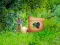لعبة Return To Alsunga Forest على الانترنت