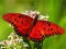 لعبة Nature Jigsaw Puzzle Butterfly على الانترنت