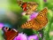 لعبة Butterfly Slide على الانترنت