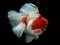 لعبة Gold Fish Jigsaw Puzzle على الانترنت