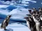 لعبة Penguins Slide على الانترنت