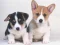 لعبة Cute Puppies Puzzle على الانترنت