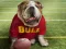 لعبة Funny Doggy على الانترنت