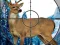 لعبة Sniper Stag Hunter على الانترنت