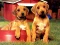 لعبة Puppy Pairs Puzzle على الانترنت