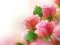 لعبة Pink Roses على الانترنت