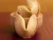 لعبة Fortune Cookies على الانترنت