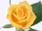 لعبة Yellow Roses على الانترنت