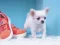 لعبة Lovely Puppy Puzzle على الانترنت
