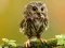 لعبة Animal Hidden Stars على الانترنت