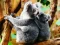 لعبة Cute Baby Koala Bear على الانترنت