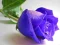 لعبة Blue Roses على الانترنت