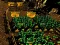 لعبة Pixel Farm على الانترنت