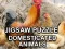 لعبة Jigsaw Puzzle Domesticated Animals على الانترنت