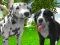 لعبة Dog Simulator 3d على الانترنت