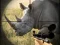 لعبة Wild Rhino Hunter على الانترنت