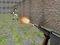 لعبة Bullet Fire على الانترنت