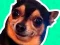لعبة What meme dog are you ? على الانترنت