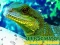 لعبة Chinese Water Dragon Jigsaw على الانترنت