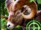 لعبة Crazy Goat Hunter 2020 على الانترنت