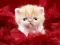 لعبة Funny Kitty على الانترنت