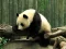لعبة Pandas Puzzle على الانترنت