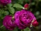 لعبة Purple Roses على الانترنت