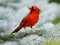 لعبة Birds Puzzle على الانترنت