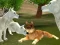 لعبة Wild Wolves Hunger Attack على الانترنت