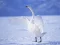 لعبة Graceful Swans على الانترنت