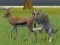 لعبة Wolf Life Simulator على الانترنت