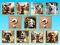 لعبة Doggie Duo Discoveries على الانترنت