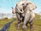لعبة Zoo Anomaly Simulation على الانترنت