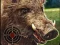 لعبة Boar Hunting Jigsaw على الانترنت