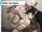 لعبة Soldier Dog Jigsaw على الانترنت