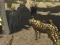 لعبة African Cheetah Hunting Simulator على الانترنت