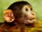 لعبة Funny Baby Monkey على الانترنت
